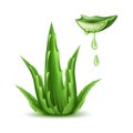 Vector aloe vera realistic plant skincare cosmetic