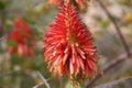 Aloe vera red flower bloom in a botanical garden in South Africa Royalty Free Stock Photo