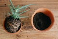 Aloe vera with roots in ground repot to bigger clay pot indoors. Royalty Free Stock Photo