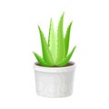 Aloe Vera Rosette of Large, Thick, Fleshy Leaves Growing in Pot as Indoor Flora Vector Illustration