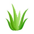 Aloe Vera Rosette of Large, Thick, Fleshy Leaves Vector Illustration