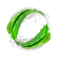 Aloe vera rotates in splashes of cream on white background Royalty Free Stock Photo