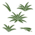 Aloe Vera set. Vector