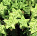 Aloe vera shaped like a star