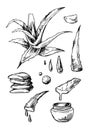 Aloe vera sketch vector illustration. Hand drawn style. Royalty Free Stock Photo