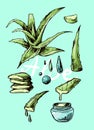 Aloe vera sketch vector illustration. Hand drawn style. Royalty Free Stock Photo