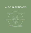 Aloe vera in skincare routine benefits.