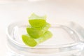 Aloe Vera slice on white background. Aloe is used in herbal medicine to treat skin burns as treatment