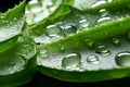 Aloe vera slices with drops close-up