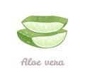 Aloe vera slices. Sliced aloe vera leaf isolated on white background. Royalty Free Stock Photo