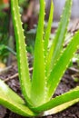 Aloe Vera in the Springtime Is Growing from the Soil of a Tropic Royalty Free Stock Photo