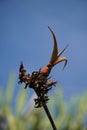 Aloe vera sprout, cobwebbed. Against the blue sky. Royalty Free Stock Photo