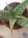 Aloe vera flowers