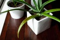 An Aloe Vera succulent houseplant sits in a white pot with signs of overwatering Royalty Free Stock Photo