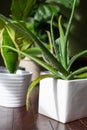 An Aloe Vera succulent houseplant sits in a white pot with signs of overwatering Royalty Free Stock Photo