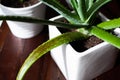 An Aloe Vera succulent houseplant sits in a white pot with signs of overwatering