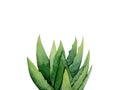 Aloe Vera. Succulent plant. Botanical detail for greeting, invitation, card, postcard. Watercolour illustration isolated on white