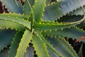 Aloe vera succulent plant green leaves close up.Floral background for design.Organic cosmetics, skin care or spa concept. Royalty Free Stock Photo