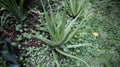 Aloe vera is succulent plant, grow wilf in tropica, easy to grow, used for home plant and ornamental, spike around the leave, and