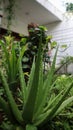 Aloe vera is succulent plant, grow wilf in tropica, easy to grow, used for home plant and ornamental, spike around the leave, and