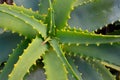 Aloe vera succulent plant leaves close up.Floral background for design. Organic cosmetics, skin care or spa concept. Royalty Free Stock Photo