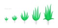 Aloe vera is a succulent plant. The life cycle of cactus. Aloe growth stages. Phases set. Ripening growing period with the roots.