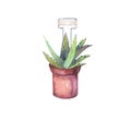 Aloe vera in terracotta pot with plant tag watercolor illustration isolated. Home plants hand drawn for postcard design