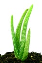 Aloe Vera,Thai herbal medicine. Royalty Free Stock Photo