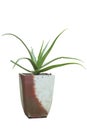Aloe Vera tree in pot isolated on white background included clipping path. Royalty Free Stock Photo