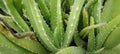 Aloe vera is a tropical evergreen plant that tolerates hot weather. A close up of green leaves, aloe vera.