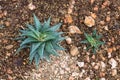 Aloe vera tropical green plants tolerate hot weather