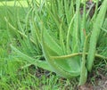 Aloe vera is tropical green plants tolerate hot weather