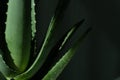 Aloe vera is tropical green plants tolerate hot weather. A close up of green leaves, aloe vera Royalty Free Stock Photo