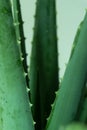 Aloe vera is tropical green plants tolerate hot weather. A close up of green leaves, aloe vera Royalty Free Stock Photo