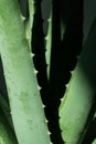 Aloe vera is tropical green plants tolerate hot weather. A close up of green leaves, aloe vera Royalty Free Stock Photo