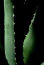 Aloe vera is tropical green plants tolerate hot weather. A close up of green leaves, aloe vera Royalty Free Stock Photo