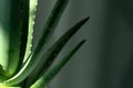 Aloe vera is tropical green plants tolerate hot weather. A close up of green leaves, aloe vera Royalty Free Stock Photo