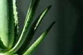 Aloe vera is tropical green plants tolerate hot weather. A close up of green leaves, aloe vera Royalty Free Stock Photo