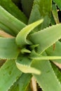 Aloe vera is tropical green plants tolerate hot weather. A close up of green leaves, aloe vera. Royalty Free Stock Photo