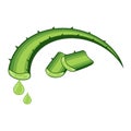 Aloe vera vector illustration Royalty Free Stock Photo