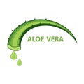 Aloe vera vector illustration Royalty Free Stock Photo
