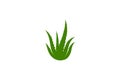 Aloe vera vector illustration design Royalty Free Stock Photo