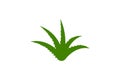 Aloe vera vector illustration design Royalty Free Stock Photo