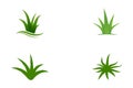 Aloe vera vector illustration design Royalty Free Stock Photo