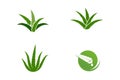 Aloe vera vector illustration design Royalty Free Stock Photo