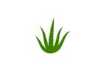 Aloe vera vector illustration design Royalty Free Stock Photo