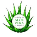 Aloe vera vector illustration with frame. Hand drawn artistic isolated object on white background. Royalty Free Stock Photo