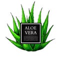 Aloe vera vector illustration with frame. Hand drawn artistic isolated object on white background.