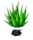 Aloe vera vector illustration. Hand drawn artistic isolated object on white background. Royalty Free Stock Photo