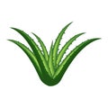 Aloe vera vector illustration Royalty Free Stock Photo